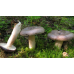 Мицелий Млечника обыкновенного / Гладыш (Lactarius trivialis)